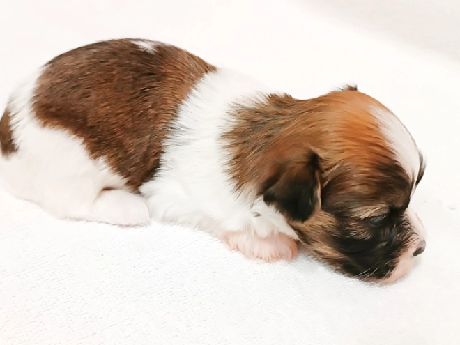 Havanese puppy for sale