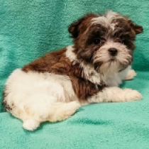 Havanese puppy for sale