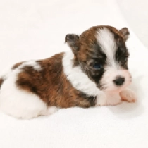 Havanese puppy for sale