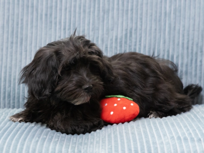 Havanese puppy for sale