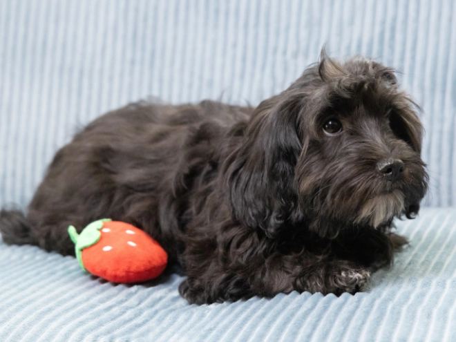 Havanese puppy for sale