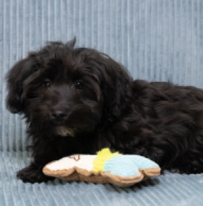 Havanese puppy for sale
