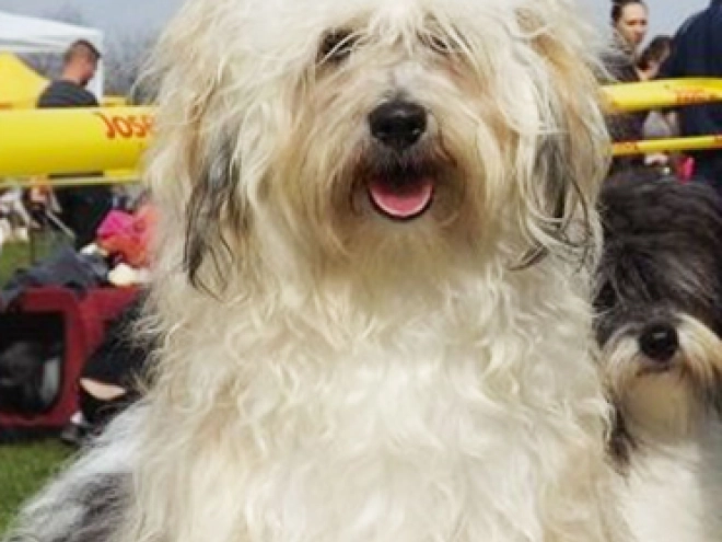 Havanese puppy for sale