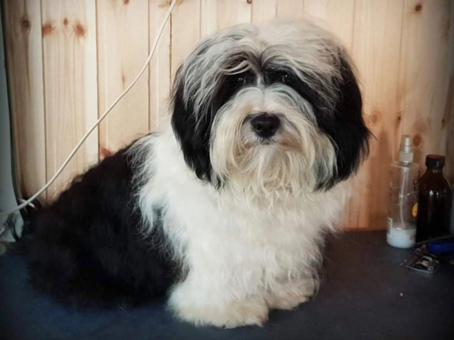 Havanese puppy for sale