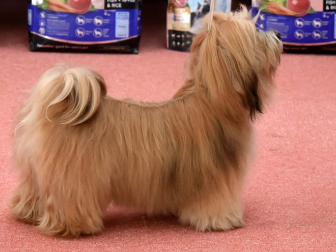 Havanese puppy for sale