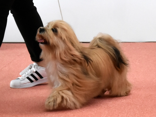 Havanese puppy for sale
