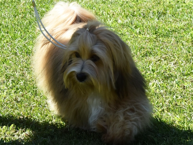 Havanese puppy for sale