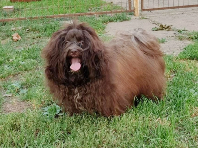 Havanese puppy for sale