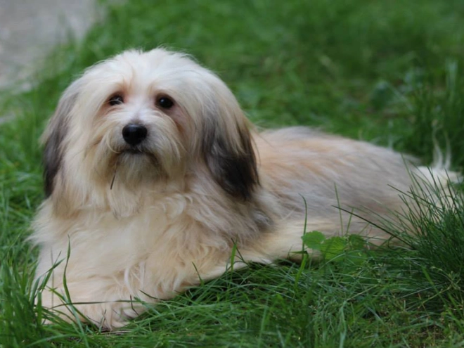 Havanese puppy for sale