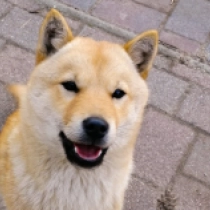 Perros Hokkaido en venta
