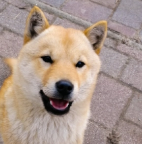 Hokkaido puppy for sale