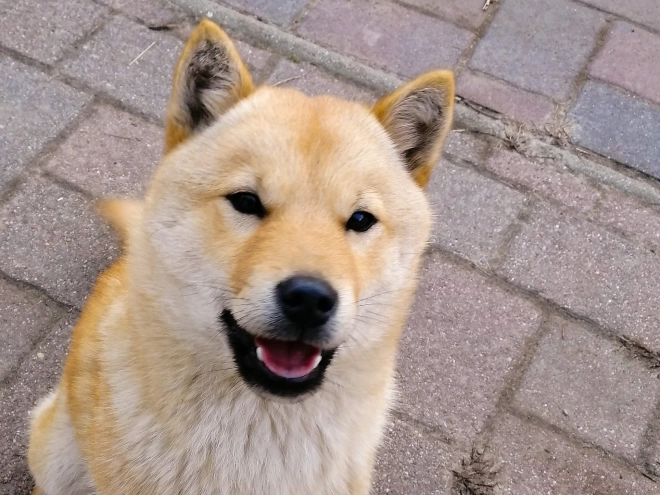 Perros Hokkaido en venta