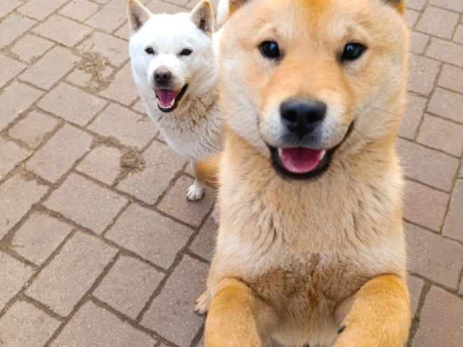 Perros Hokkaido en venta