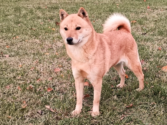 Perros Hokkaido en venta
