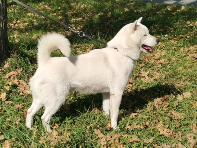 Perros Hokkaido en venta