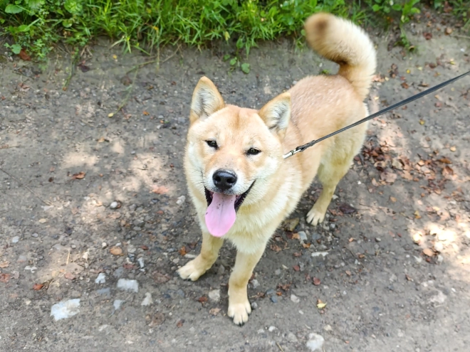 Hokkaido Welpe kaufen