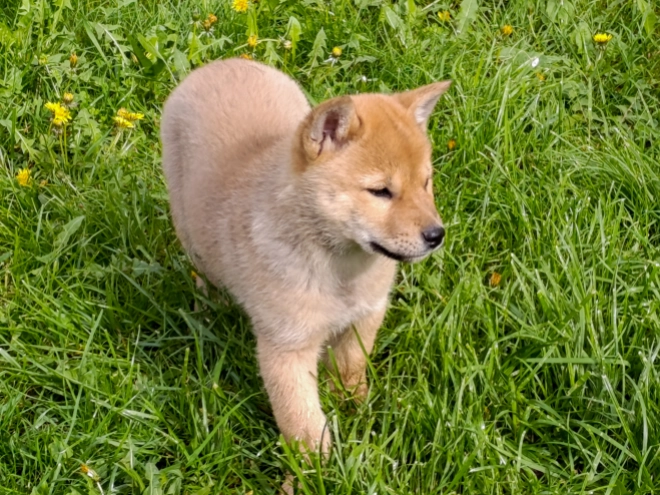 Hokkaido Welpe kaufen