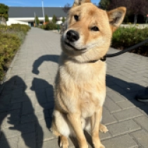 Cato, red Hokkaido Welpen kaufen