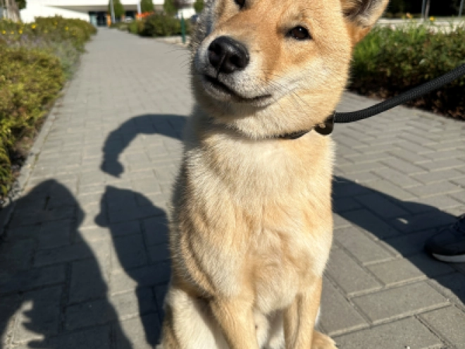 Hokkaido Welpe kaufen