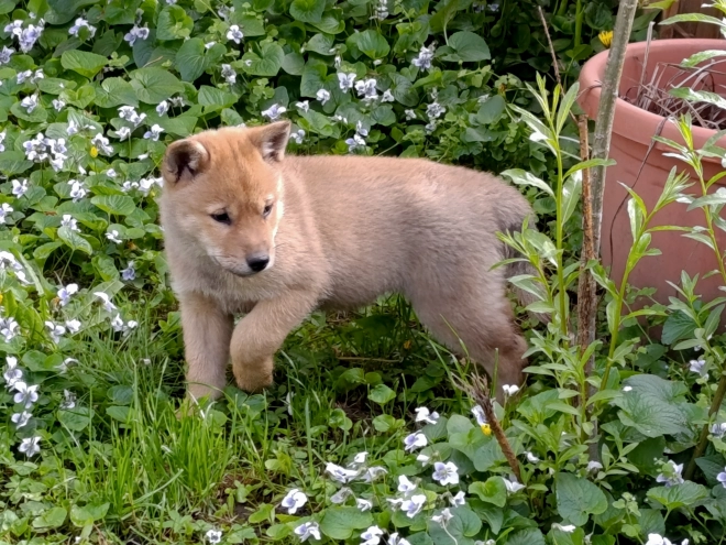 Hokkaido Welpe kaufen