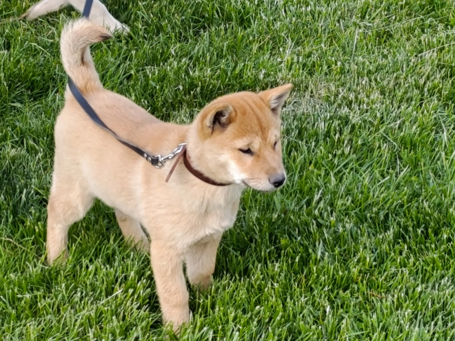 Perros Hokkaido en venta
