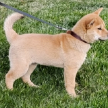 Cato, red Hokkaido Welpen kaufen