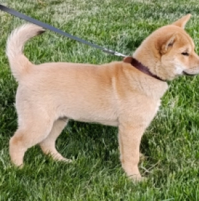 Perros Hokkaido en venta