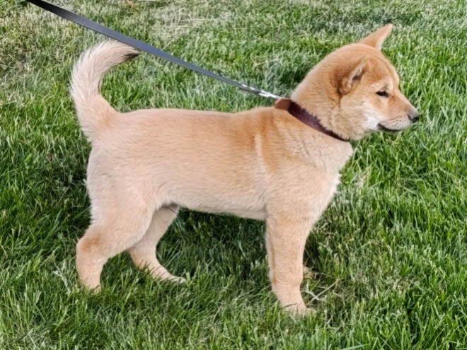 Perros Hokkaido en venta