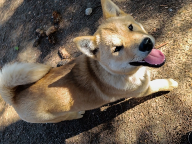 Perros Hokkaido en venta
