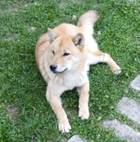 Hokkaido puppy for sale