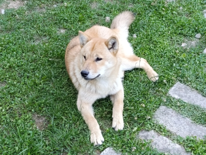 Hokkaido Welpe kaufen