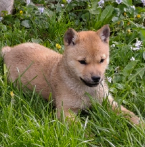 Hokkaido Welpe kaufen
