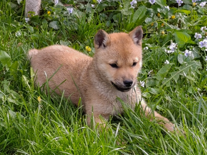 Hokkaido Welpe kaufen