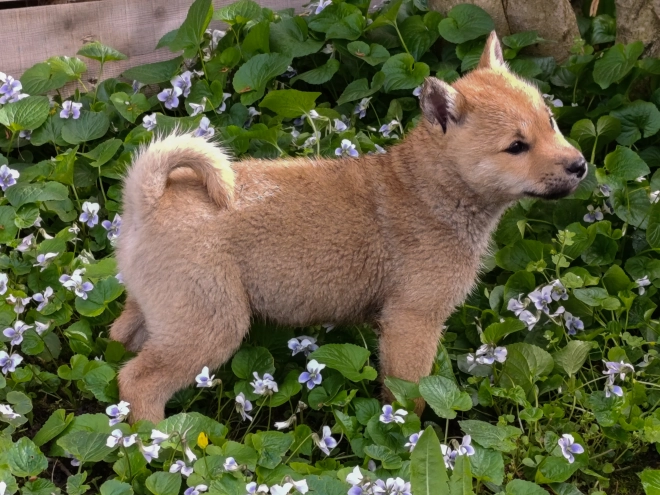 Hokkaido Welpe kaufen