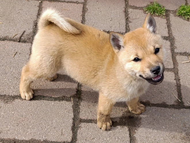 Hokkaido Welpe kaufen