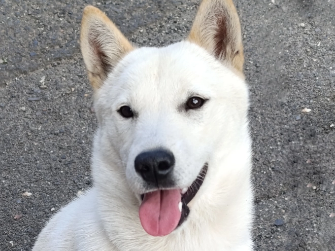 Hokkaido puppy for sale