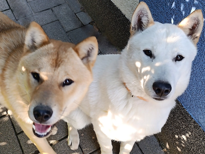 Hokkaido puppy for sale