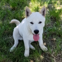 Cazuo, cream Hokkaido Welpen kaufen