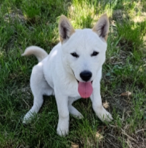 Perros Hokkaido en venta