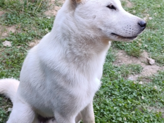 Hokkaido puppy for sale