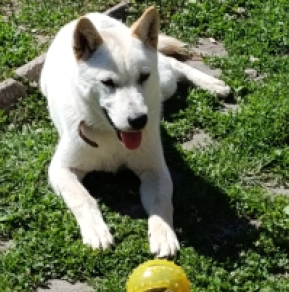 Hokkaido puppy for sale
