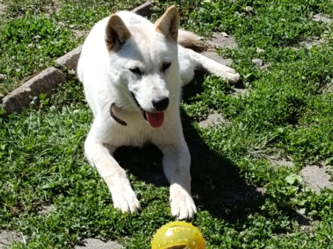 Hokkaido puppy for sale