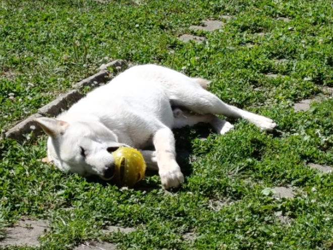 Hokkaido puppy for sale