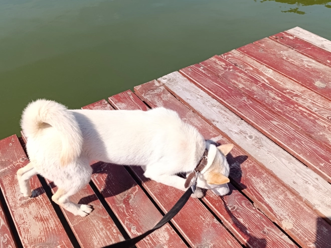 Hokkaido puppy for sale