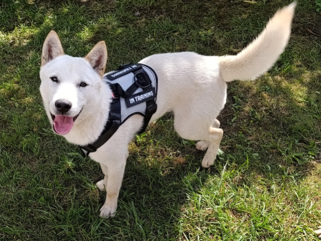 Hokkaido puppy for sale