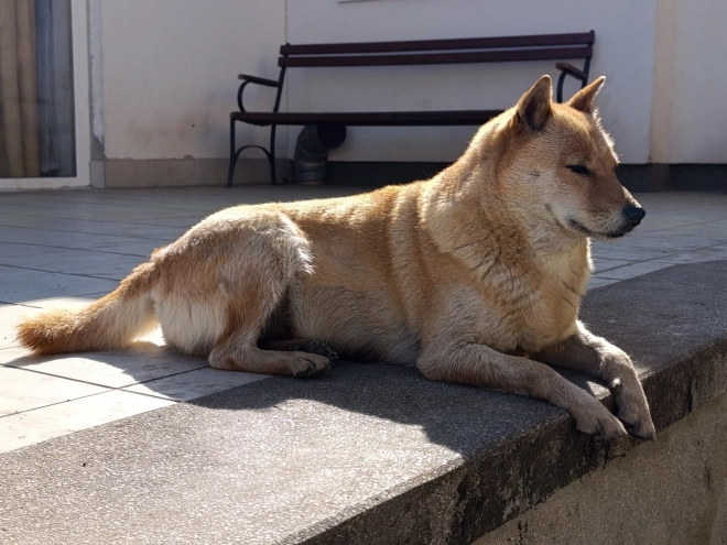 Hokkaido Welpe kaufen