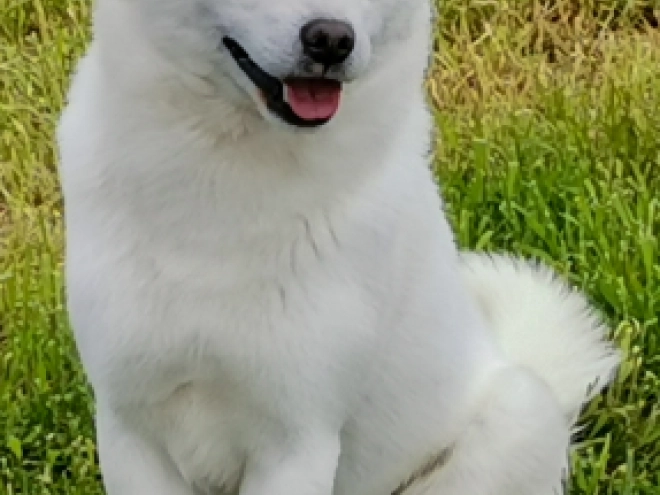 Hokkaido Welpe kaufen
