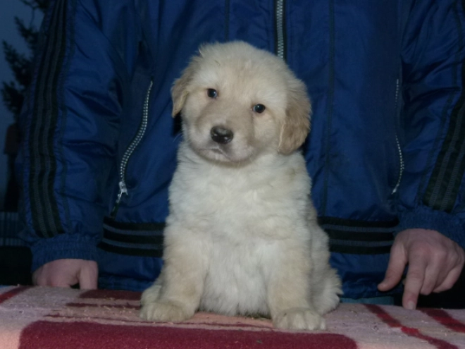 Perros Hovawart en venta