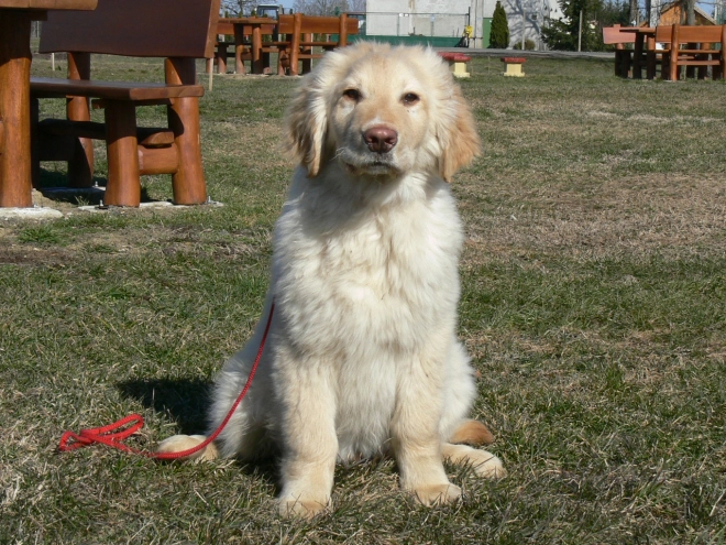 Perros Hovawart en venta