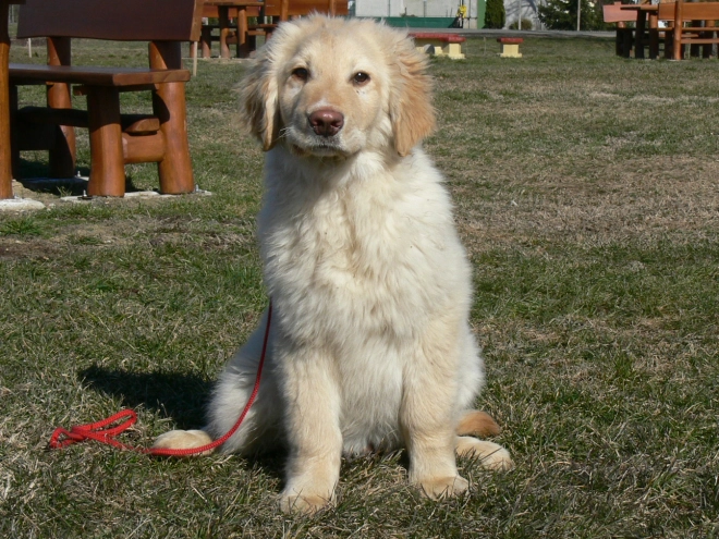 Perros Hovawart en venta